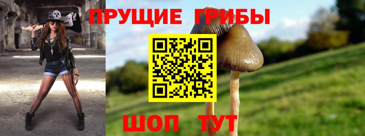 Губкин  купить наркотик  Вход с VPN  Псилоцибиновые грибы Cubensis 